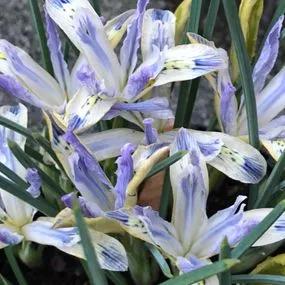 Painted Lady Dwarf Iris Bulbs (Iris reticulata Painted Lady) Img 1